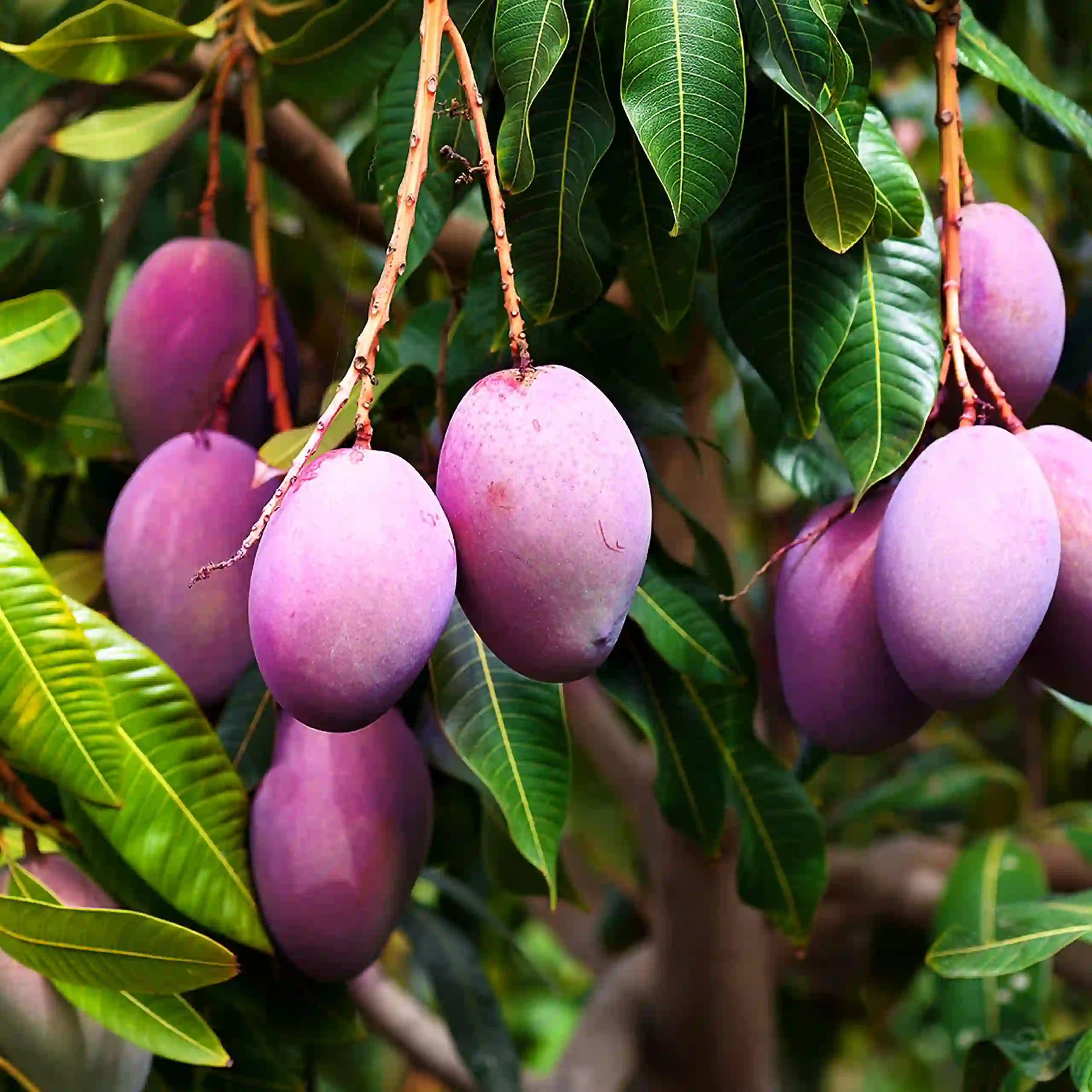 Black mango